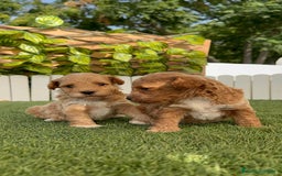 Caniche Toy perros en venta: CANICHE TOY MACHO - Imagen 5