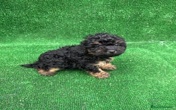 Caniche Toy perros en venta: CANICHE PHANTOM TOY - Anuncio 4