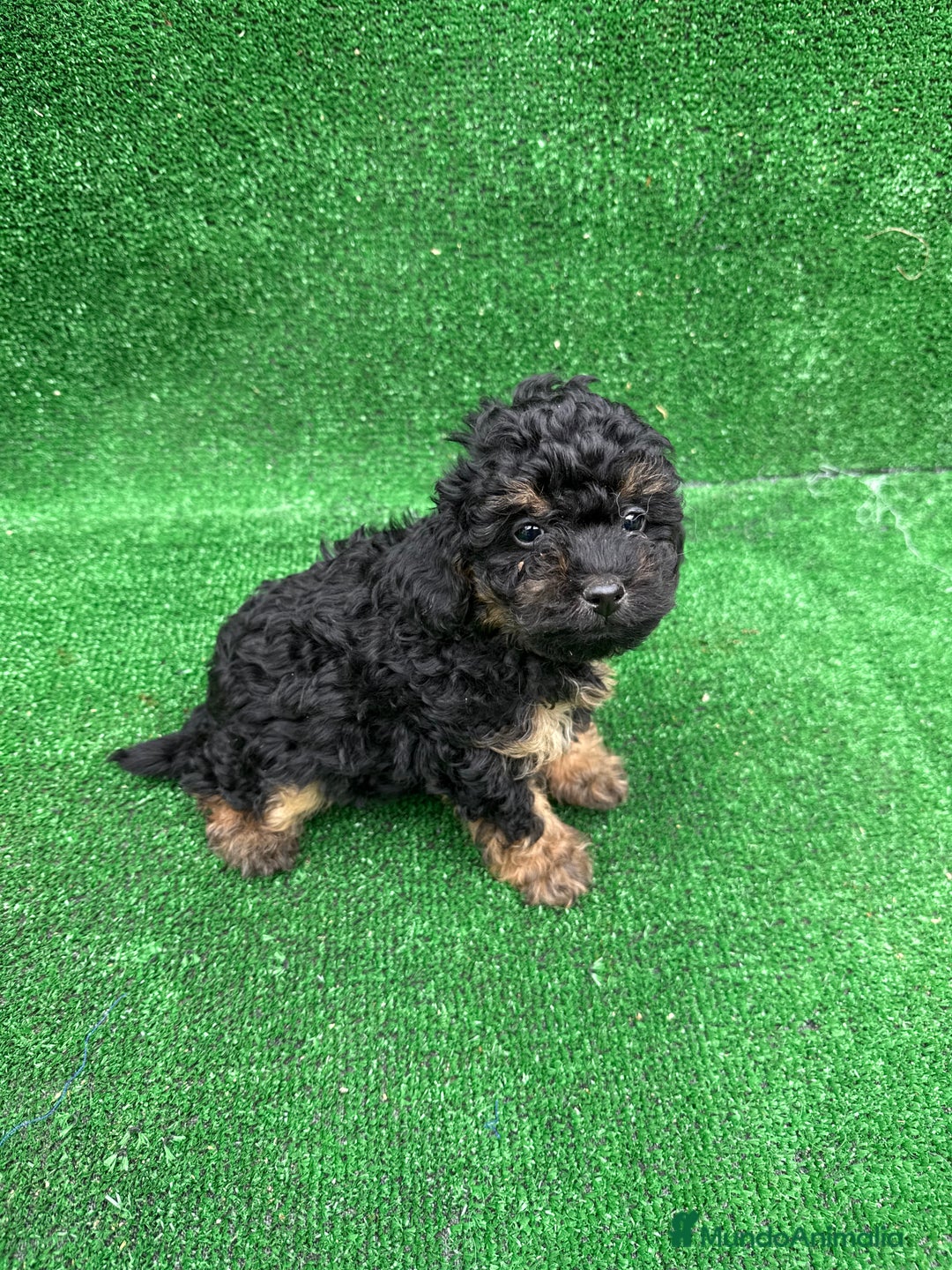 Caniche Toy perros en venta: CANICHE PHANTOM TOY - Anuncio 4