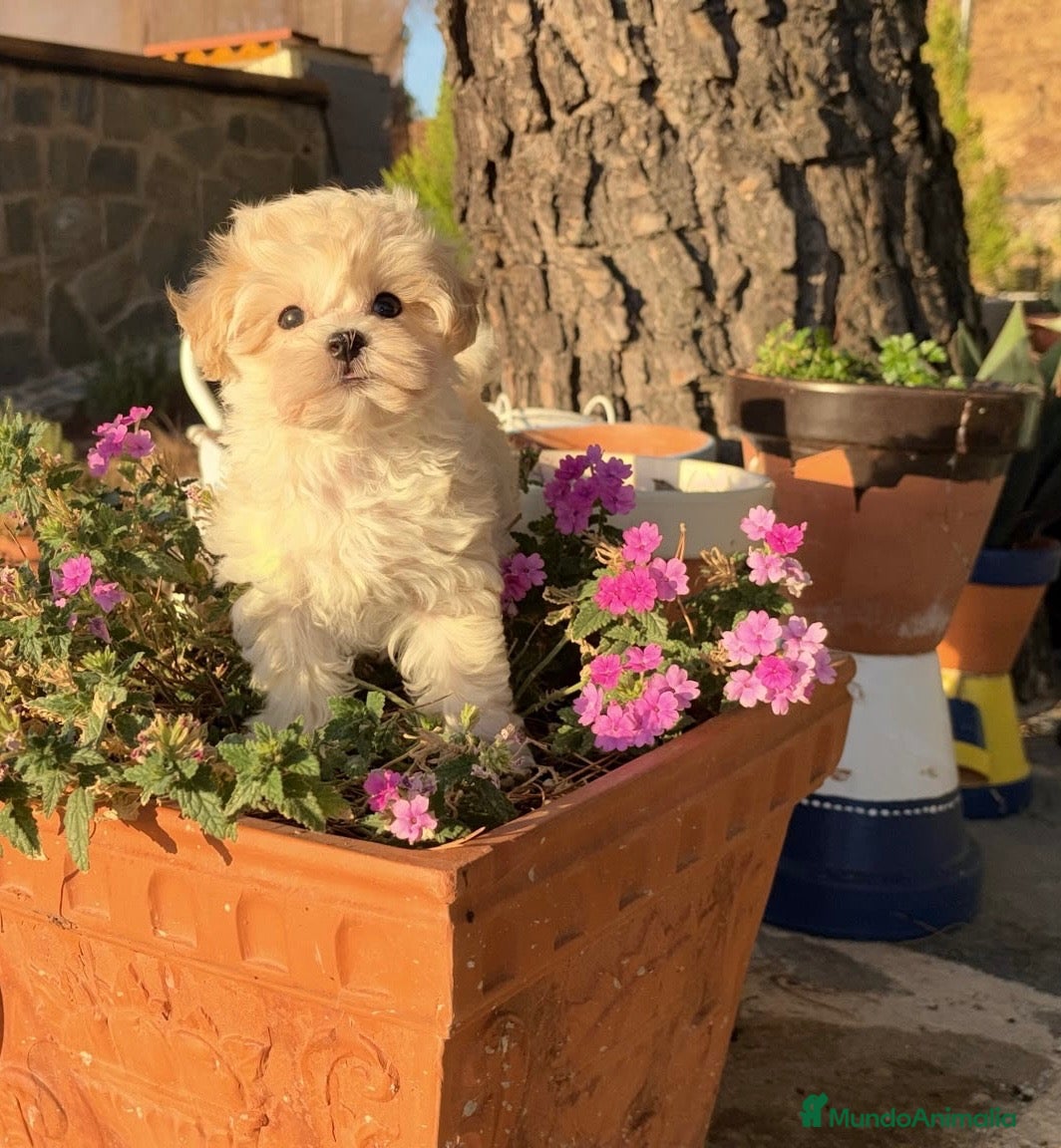 Maltipoo perros Maltipoo Toy hembra infórmate sin compromiso. - Anuncio 1