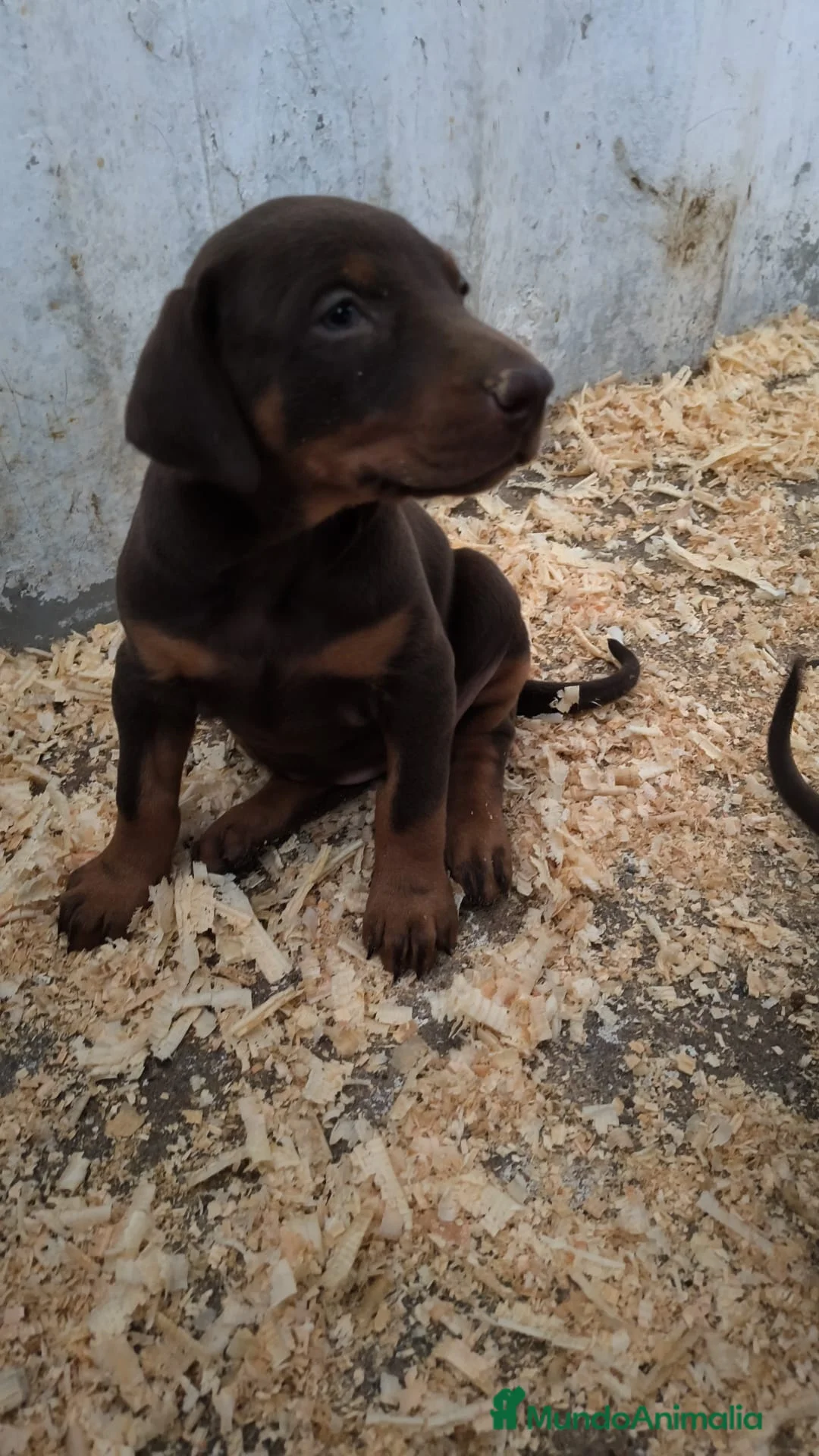 Dobermann perros en venta: Último macho de doberman chocolate  - Anuncio 1