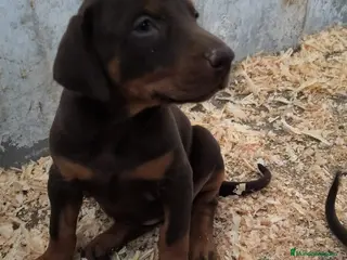 Dobermann perros Último macho de doberman chocolate - Anuncio 2