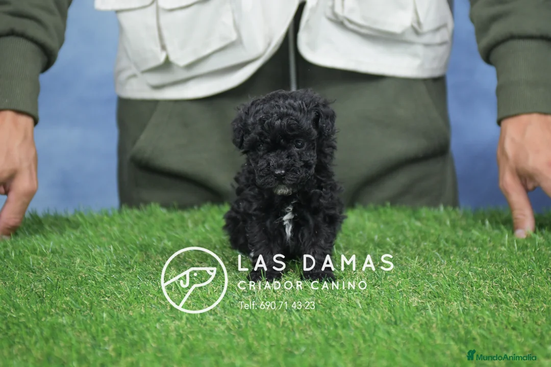 Caniche Toy perros en venta: Cachorros de Caniche Toy - Anuncio 2