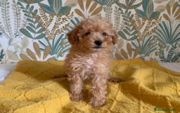Caniche Toy perros en venta: Caniche Toy APricot - Imagen 6
