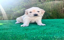 Golden Retriever perros en venta: golden retriever  - Imagen 4