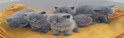 Británico de Pelo Corto Azul gatos en venta: British Shorthair  en Cádiz - Anuncio 1
