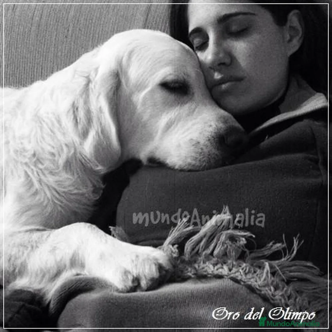 Imagen de galería {{count}}