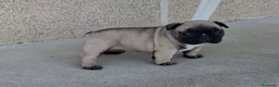 Bulldog Francés perros en venta: Cachorros Bulldog Frances - Anuncio 2