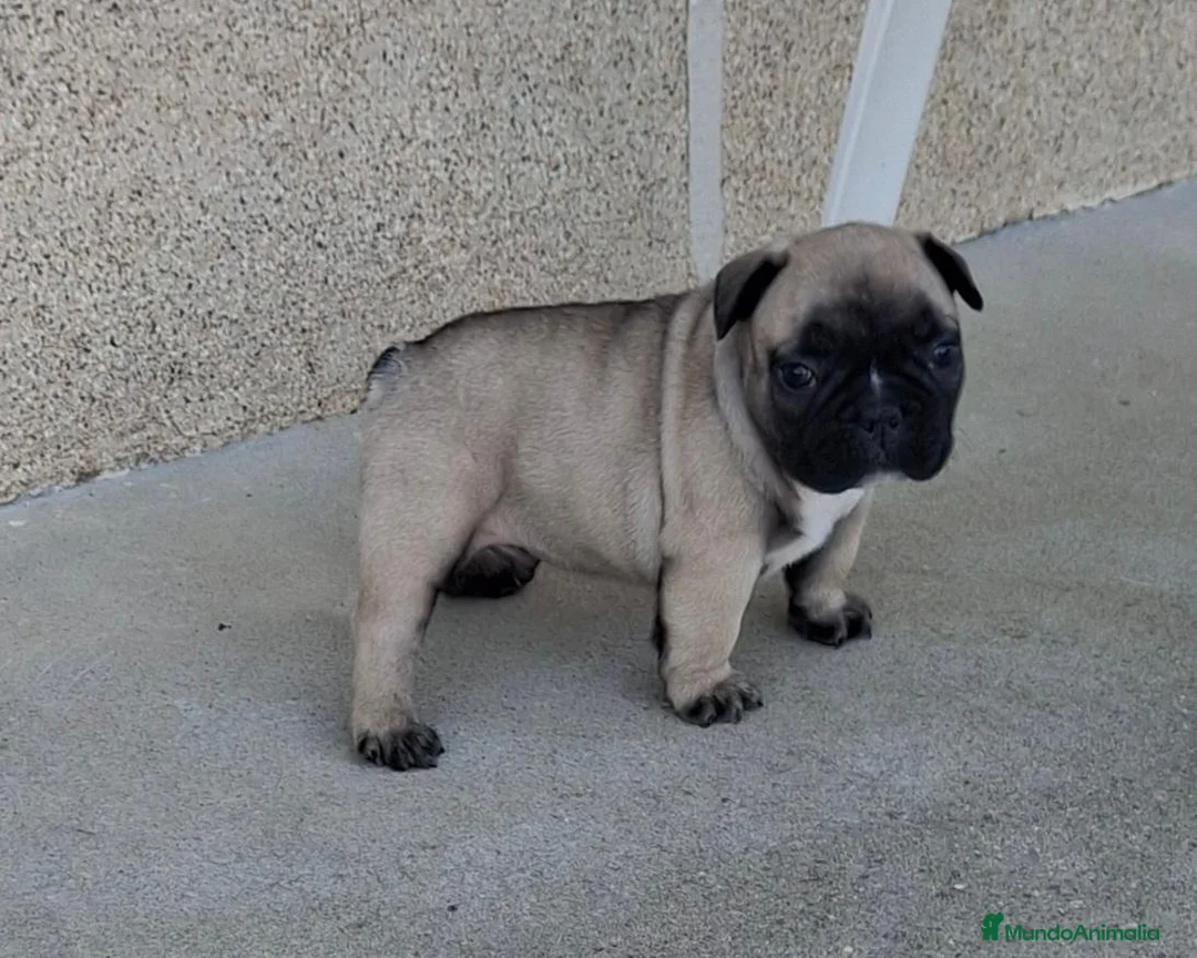 Bulldog Francés perros en venta: Cachorros Bulldog Frances - Anuncio 2