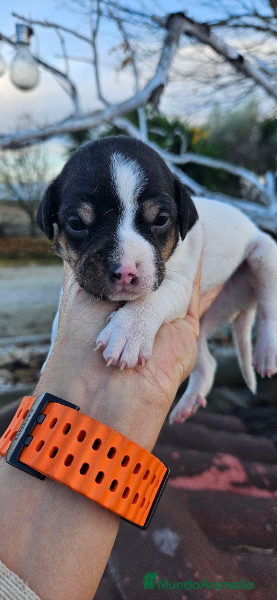 Ratonero Bodeguero Andaluz perros en venta: Ratonero bodeguero andaluz en Cádiz - Anuncio 3