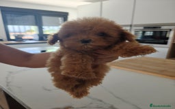 Caniche Toy perros en venta: Caniche Toy excelente  - Imagen 1