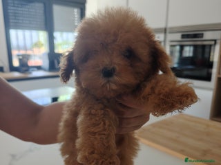 Caniche Toy perros - Anuncio 15