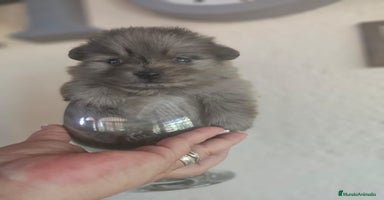 Pomerania perros - Anuncio 2