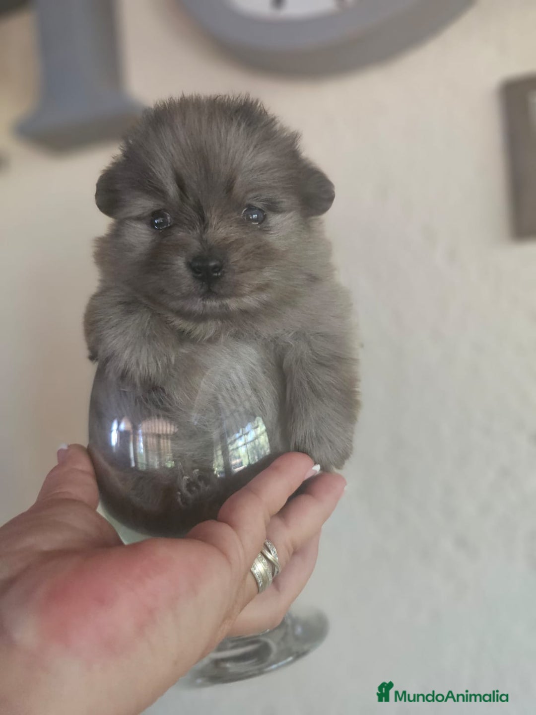 Pomerania perros en venta: EJEMPLARES DE POMERANIA  - Imagen 2
