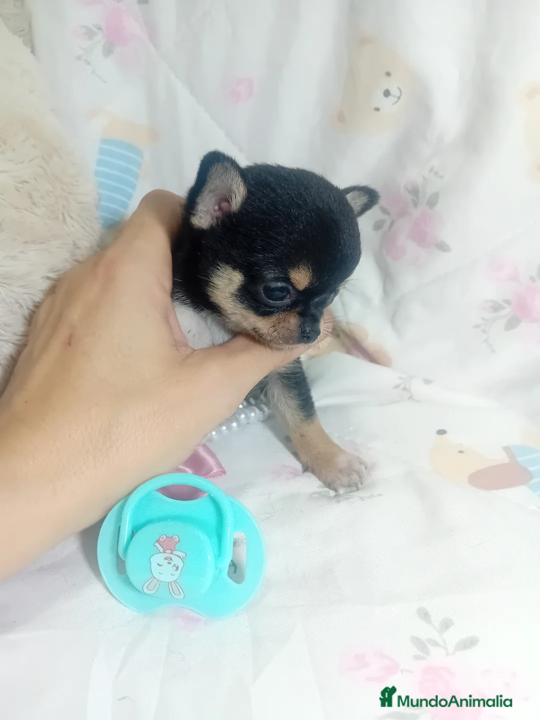 Chihuahua perros en venta: ‼️‼️Chihuahuas muy cariñosos tamaño mini - Anuncio 2