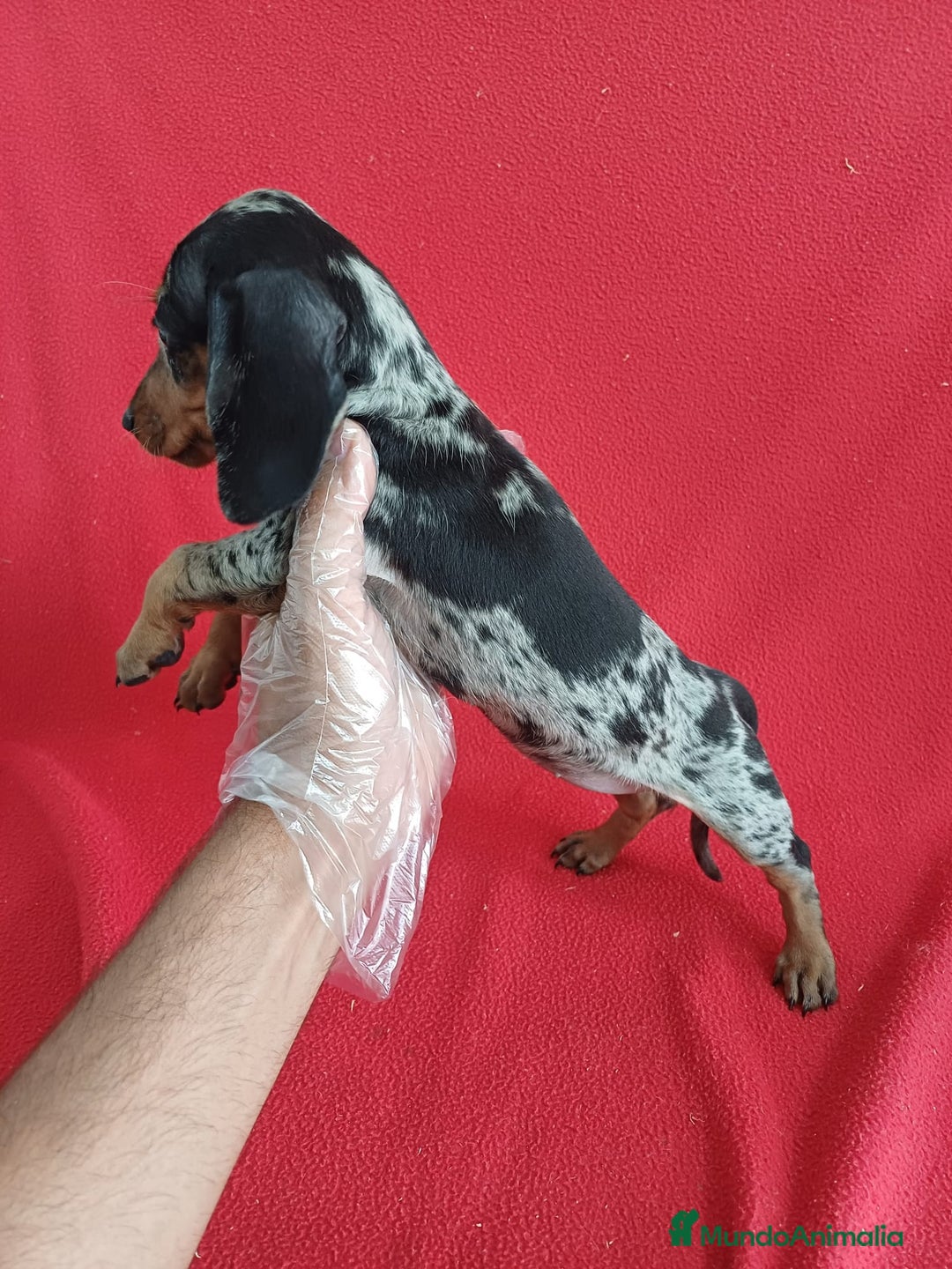 Teckel perros en venta: Teckel Miniatura Arlequin  - Imagen 2