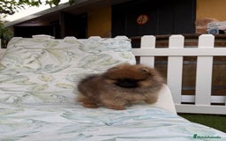 Pomerania perros en venta: Pomerania Toy - Imagen 4