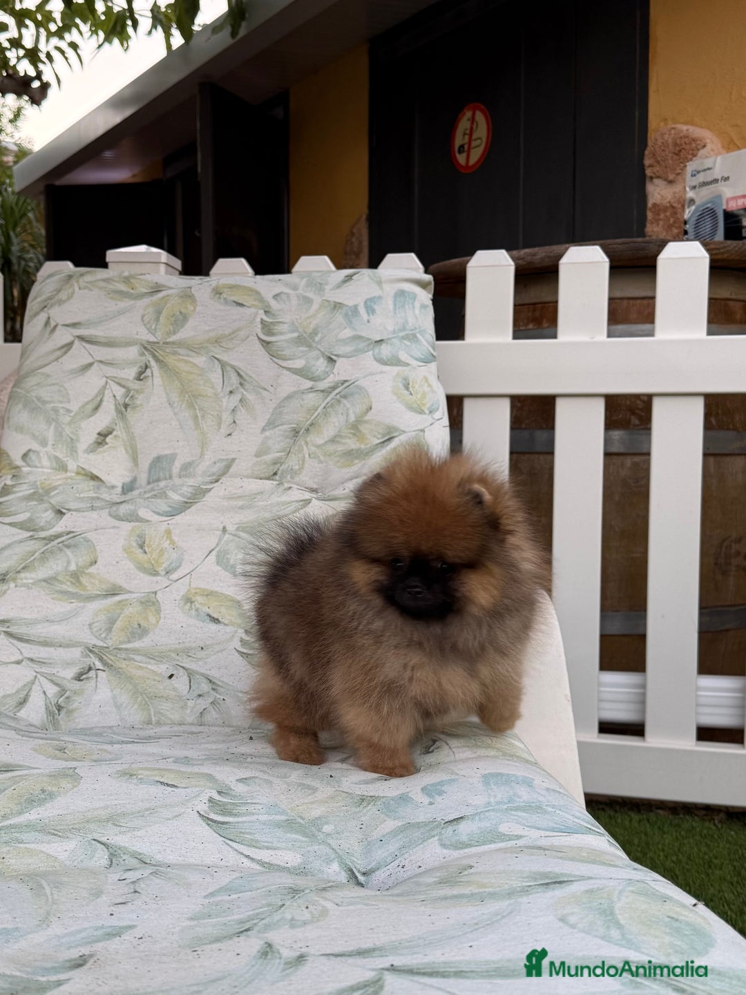 Pomerania perros en venta: Pomerania Toy - Imagen 4