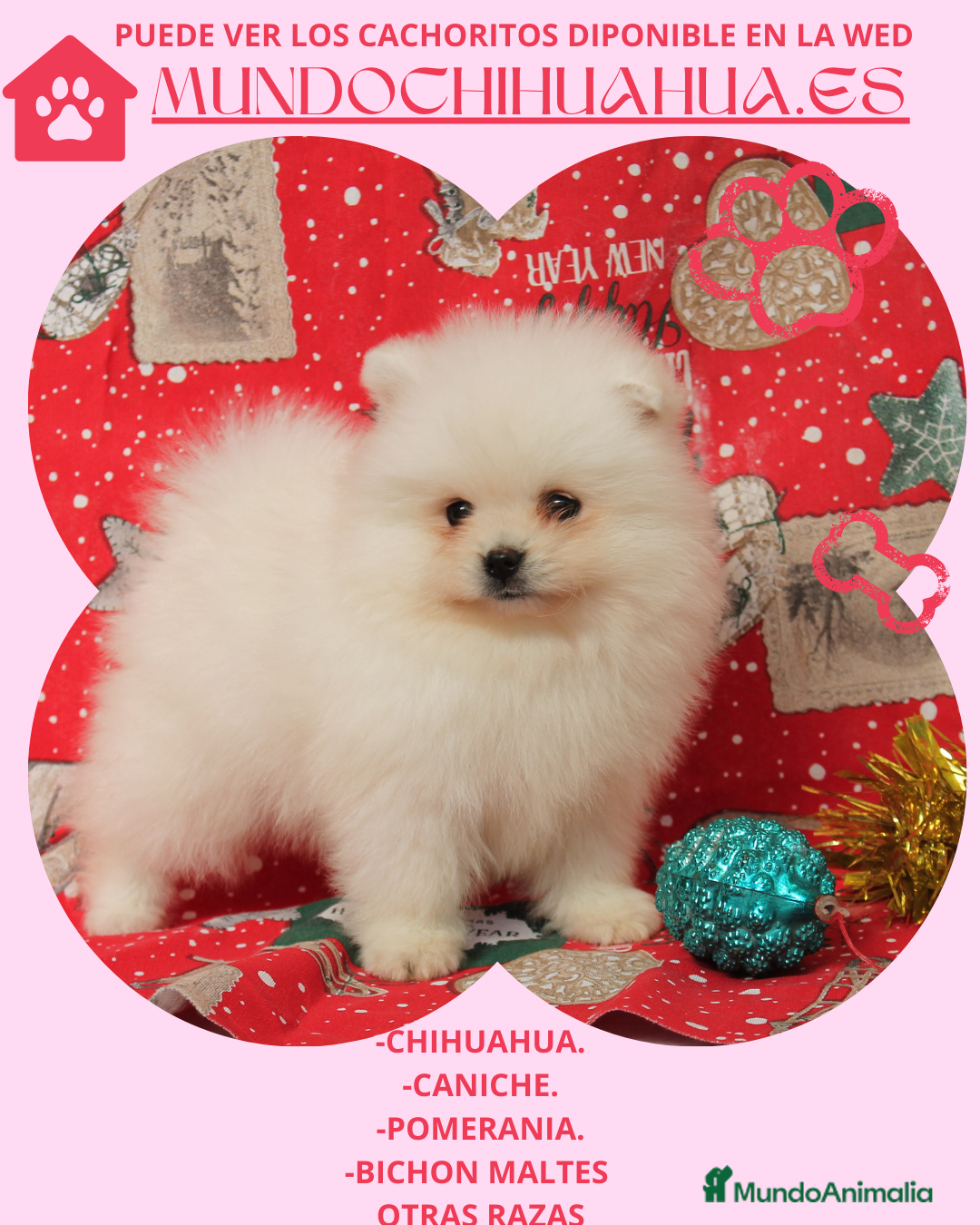 Pomerania perros en venta: POMERANIA  TOY DESDE 400  EUROS - Anuncio 4