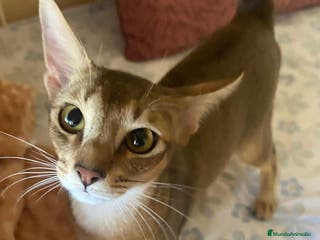 Abisinio gatos Abisinio Macho de Santa 4179 - AQUANATURA en Barcelona - Anuncio 4