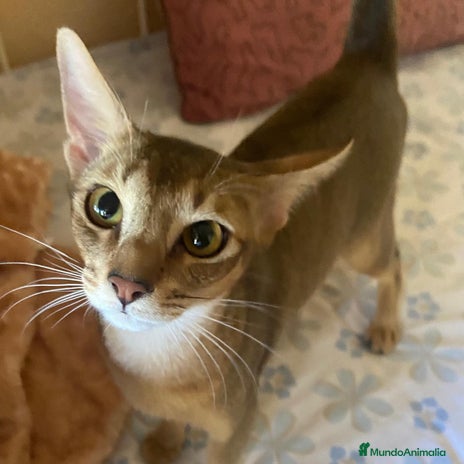 Abisinio gatos en Barcelona - Anuncio 4