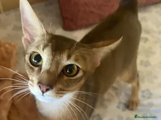 Abisinio gatos Abisinio Macho de Santa 4179 - AQUANATURA en Barcelona - Anuncio 40
