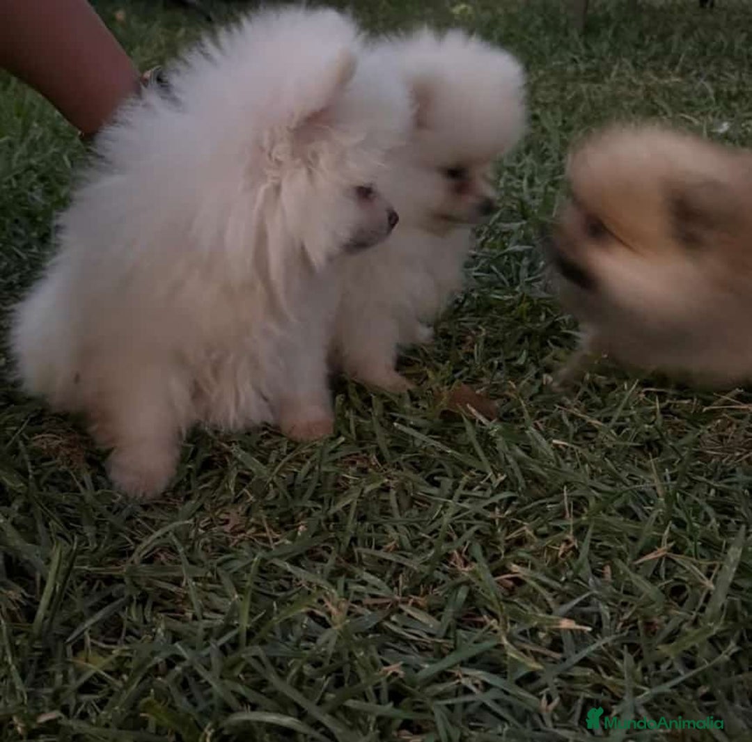 Pomerania perros en venta: Pomerania toy - Imagen 6