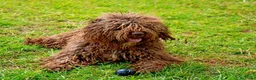 Perro de Agua Español perros en venta: PERRO DE AGUA  - Anuncio 34
