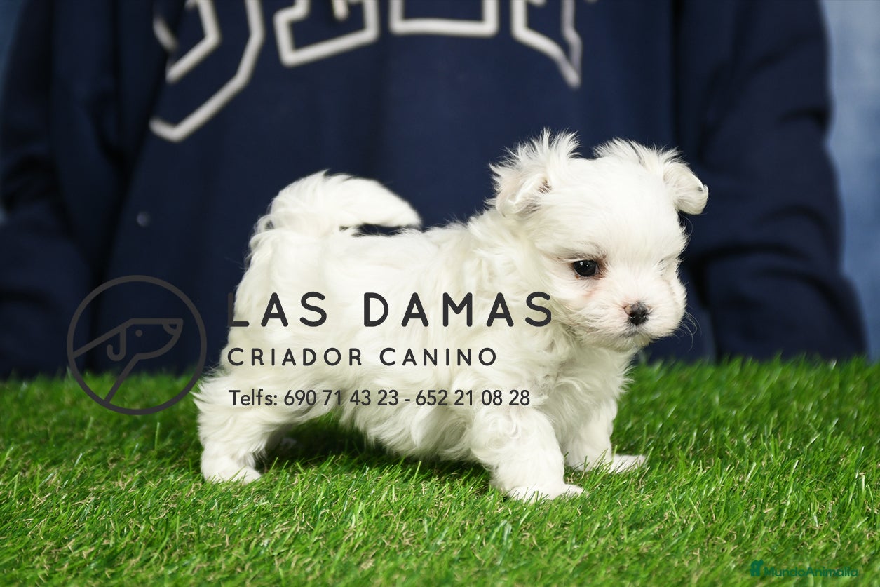 Bichón Maltés perros BICHÓN MALTÉS DISPONIBLE - Anuncio 10