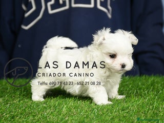 Bichón Maltés perros BICHÓN MALTÉS DISPONIBLE - Anuncio 1