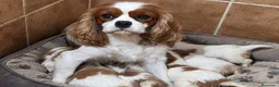 Cavalier King Charles Spaniel perros en venta: Cavalier King charles Spaniel  - Anuncio 2