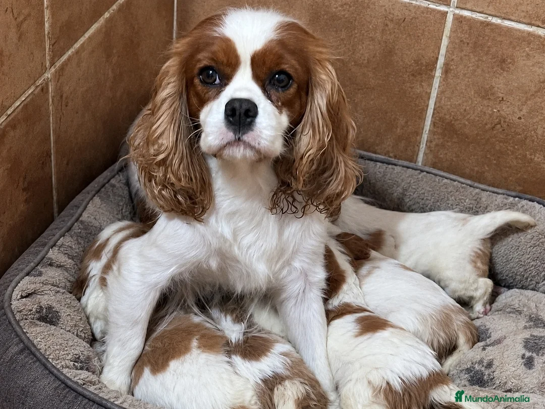 Cavalier King Charles Spaniel perros en venta: Cavalier King charles Spaniel  - Anuncio 2