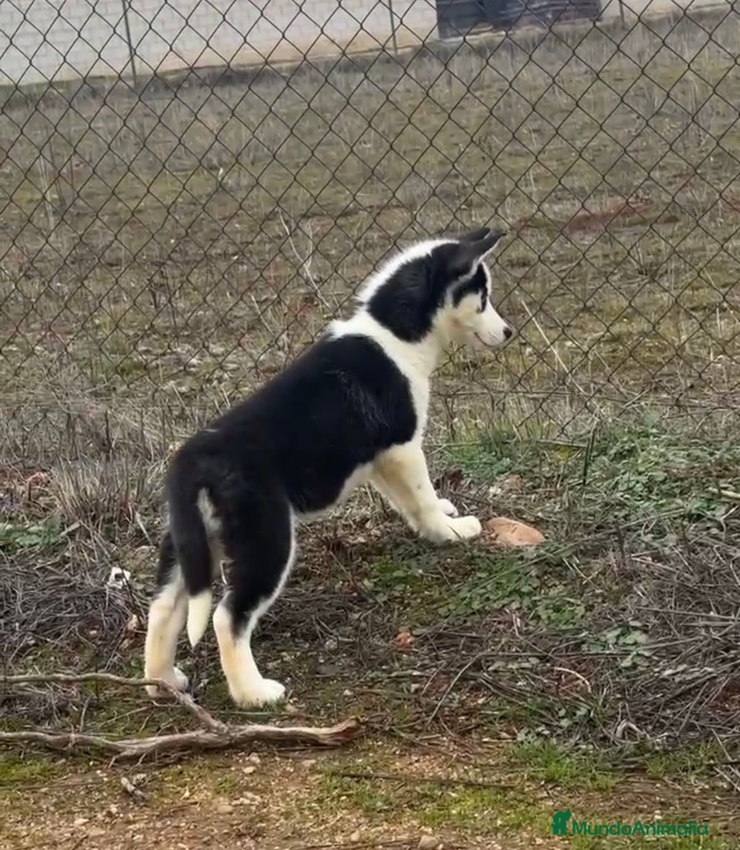 Husky Siberiano perros en venta: Preciosa camada husky siberiano - Anuncio 2