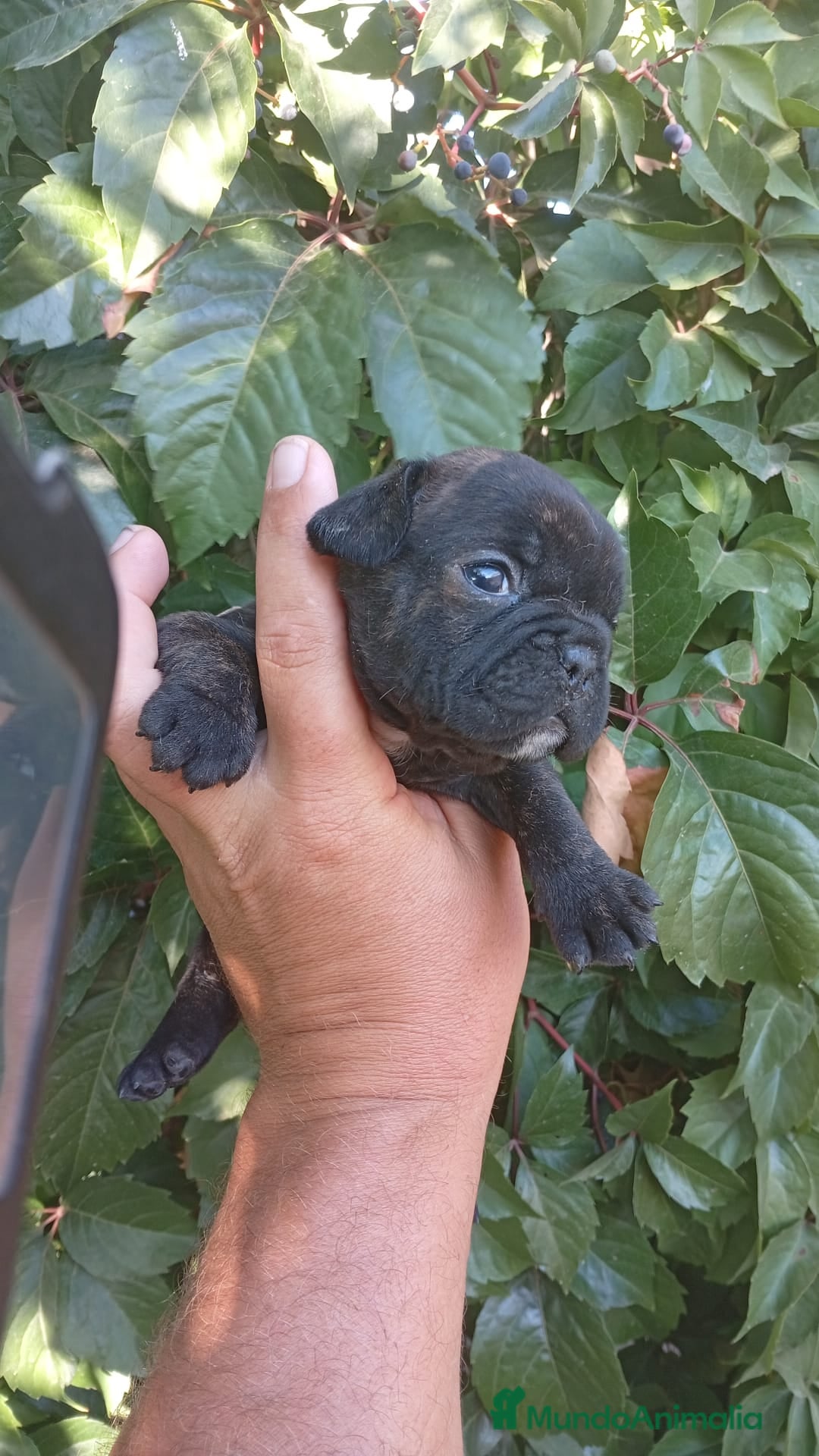 Bulldog Francés perros en venta: Bulldog francés  - Imagen 2