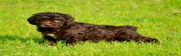 Perro de Agua Español perros en venta: CAMA DE PERRO DE AGUA ESPAÑOL  - Anuncio 4