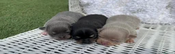 Chihuahua perros en venta: CHIHUAHUA  - Anuncio 6