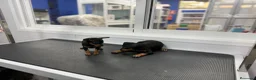 Pinscher Miniatura perros en venta: Cachorros Mini Pinscher 500€ ¡PRECIO REAL! - Anuncio 5