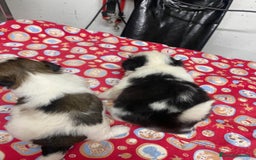 Shih Tzu perros en venta: CACHORRITOS DE SHIH TZU - Imagen 8