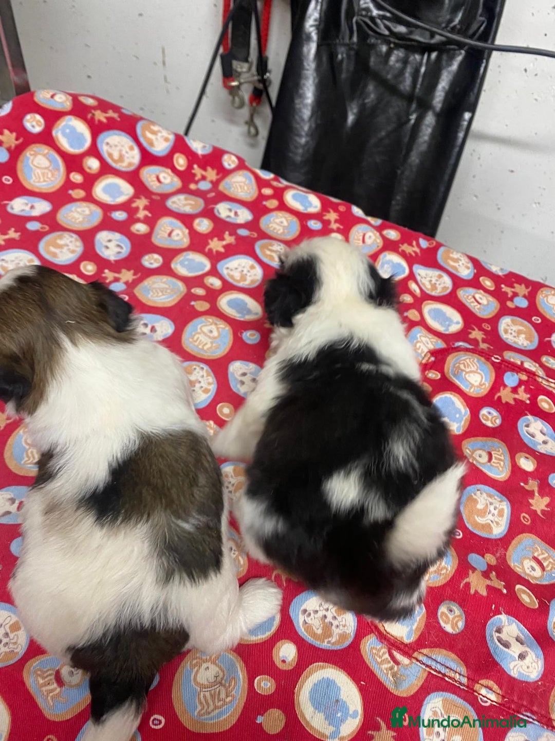 Shih Tzu perros en venta: CACHORRITOS DE SHIH TZU - Imagen 8