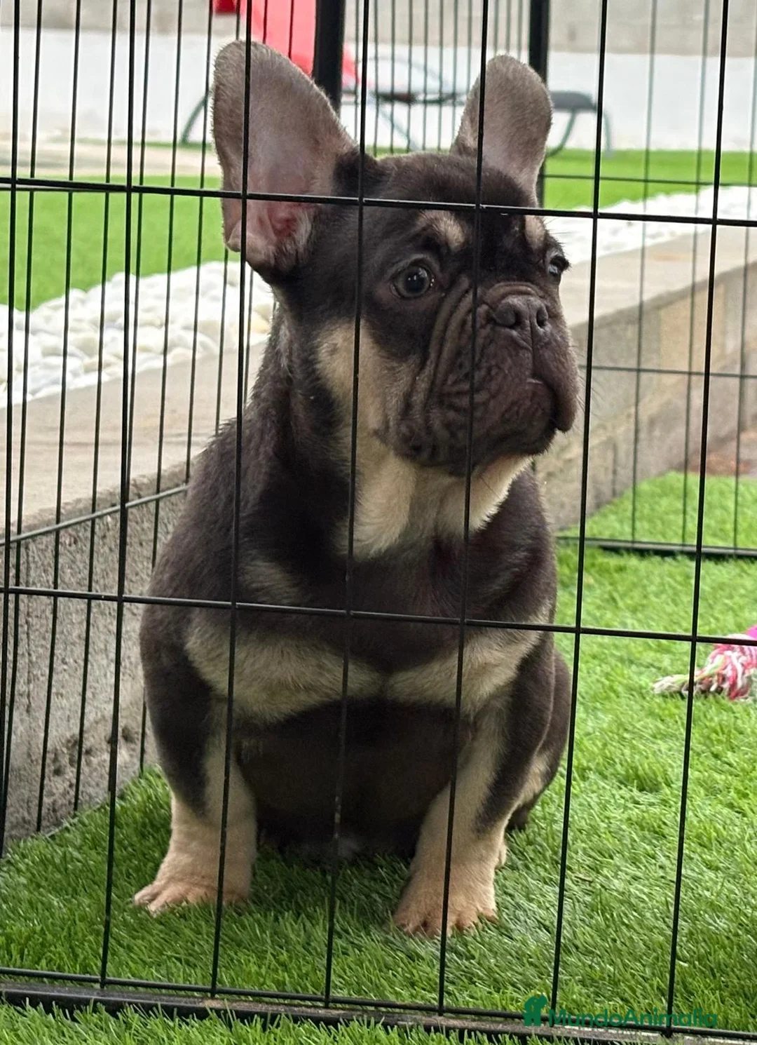 Bulldog Francés perros en venta: Cachorro de bulldog Frances  - Anuncio 1