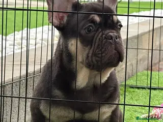 Bulldog Francés perros Cachorro de bulldog Frances - Anuncio 3