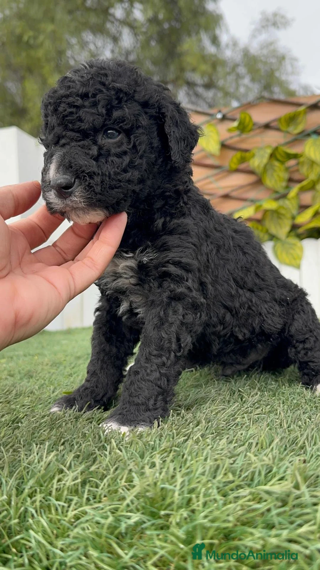 Perro de Agua Español perros en venta: PERRO DE AGUA ESPAÑOL  - Anuncio 12