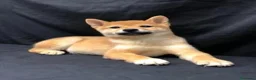 Shiba Inu perros en venta: Shiba Inu - Anuncio 9
