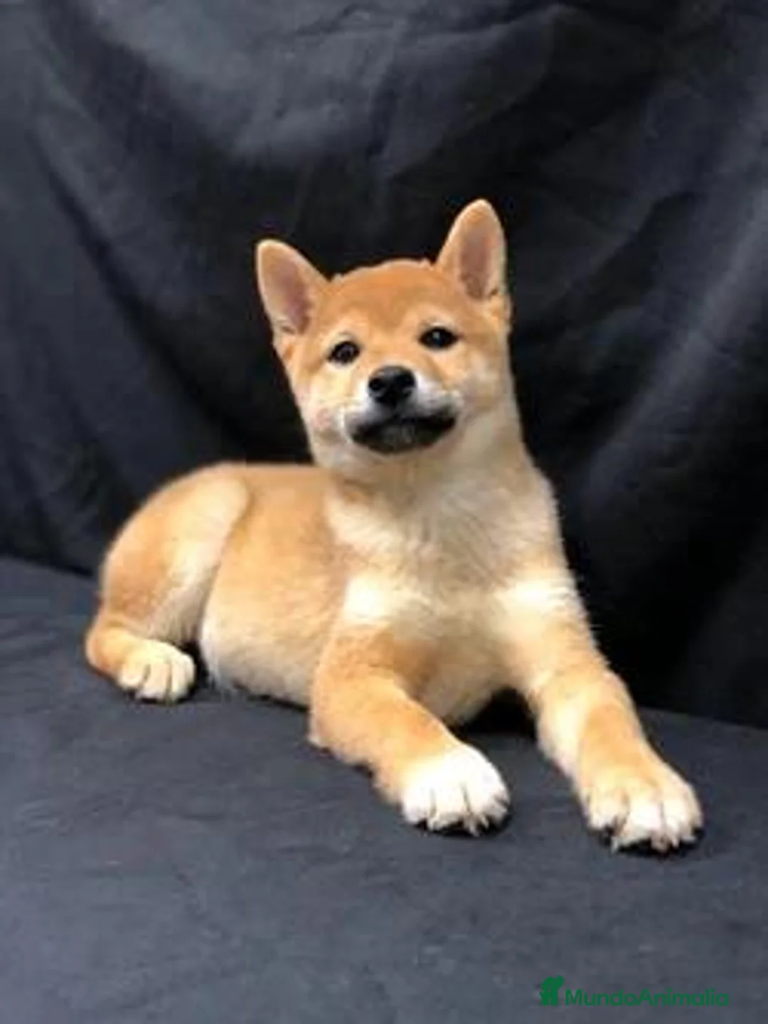 Shiba Inu perros en venta: Shiba Inu - Anuncio 8