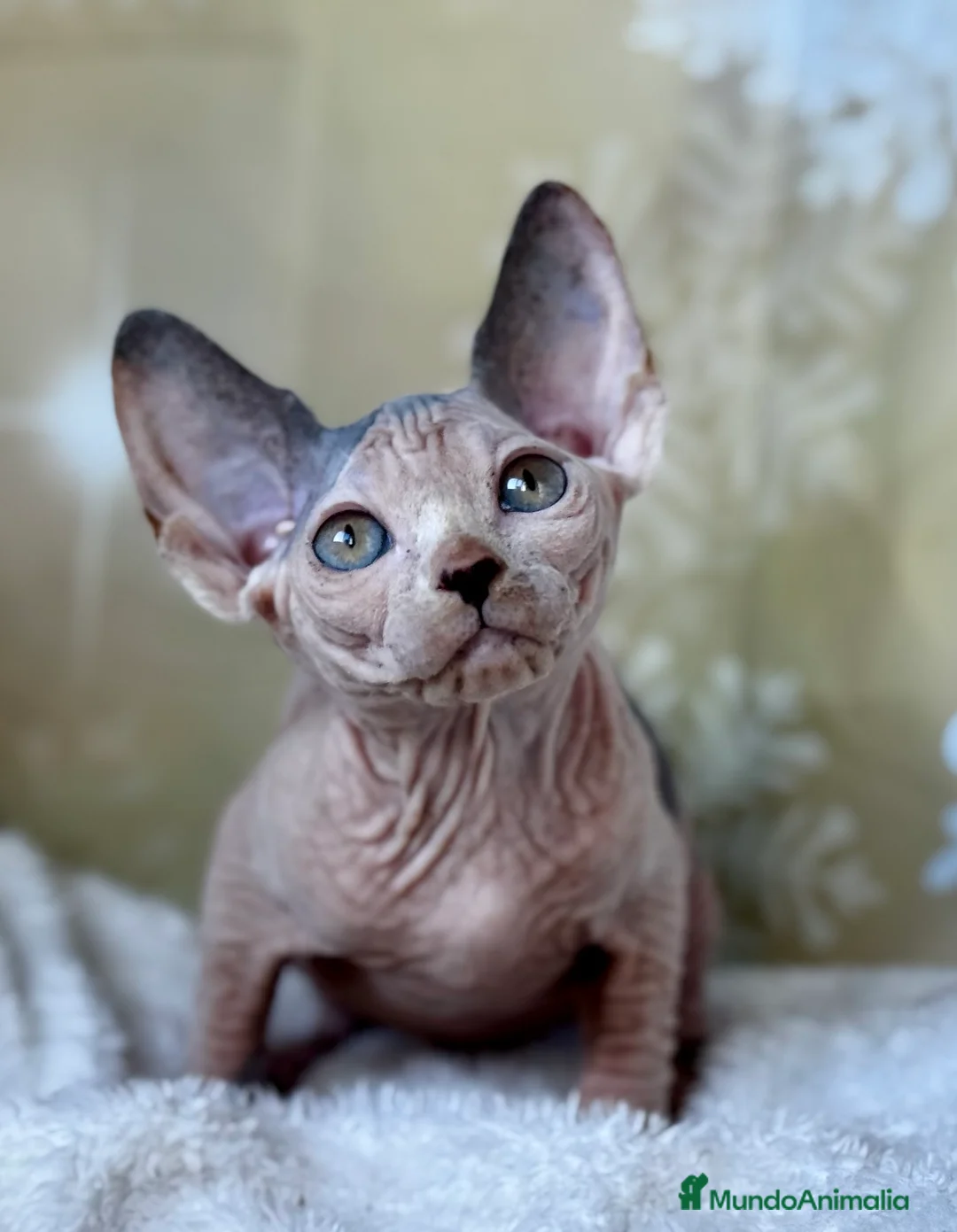 Sphynx gatos en venta: Sphynx calidad  - Anuncio 2