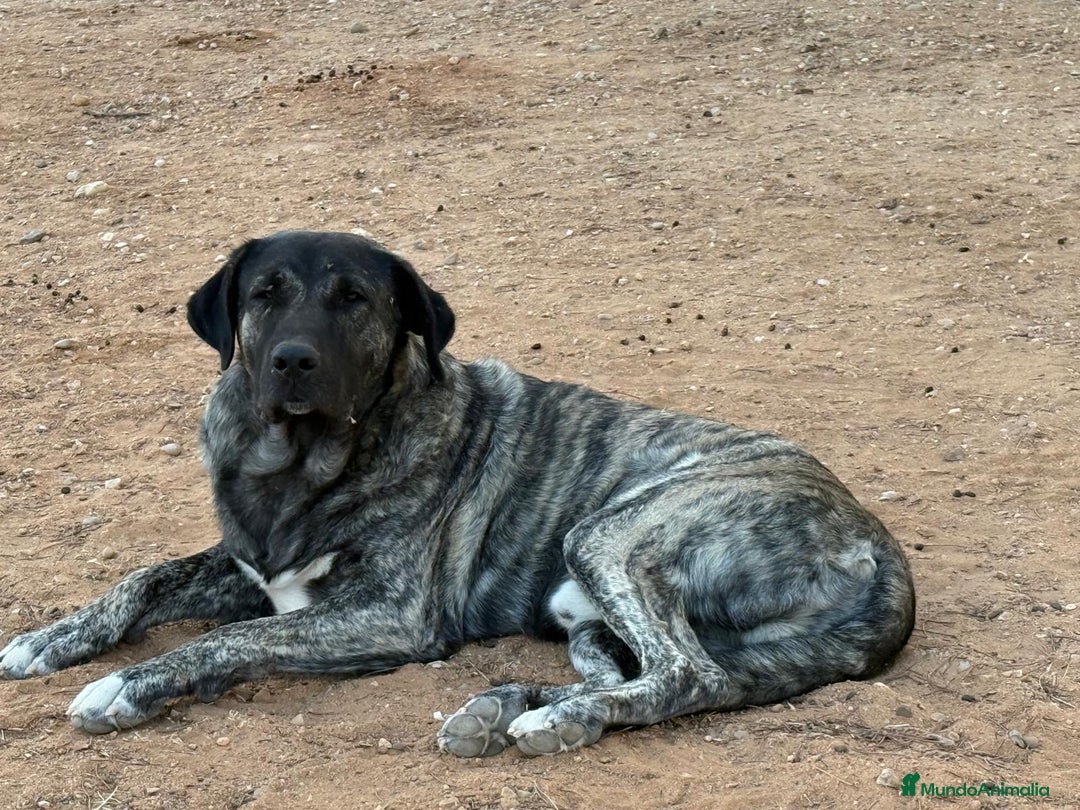 Raza Mixta perros en venta: Mastín español x Alabai - Imagen 2