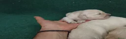 Golden Retriever perros en venta: Cacharros de golden retriever. - Anuncio 4