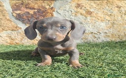 Teckel perros en venta: Macho Blue Teckel - Imagen 4