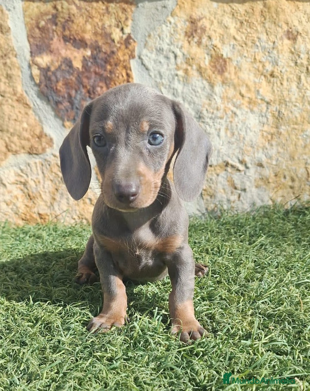 Teckel perros en venta: Macho Blue Teckel - Imagen 4