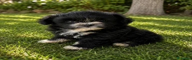 Shih Tzu 1